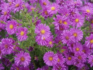 Aster (D) 'Kassel' geen maat specificatie 0,55L/P9cm - afbeelding 3