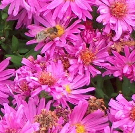 Aster (D) 'Kassel' geen maat specificatie 0,55L/P9cm - afbeelding 4