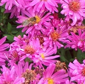Aster (D) 'Kassel' geen maat specificatie 0,55L/P9cm - afbeelding 4