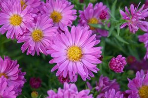 Aster (D) 'Kassel' geen maat specificatie 0,55L/P9cm - image 2