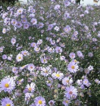 Aster laevis 'Blauschleier' geen maat specificatie 0,55L/P9cm