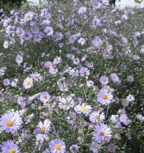 Aster laevis 'Blauschleier' geen maat specificatie 0,55L/P9cm