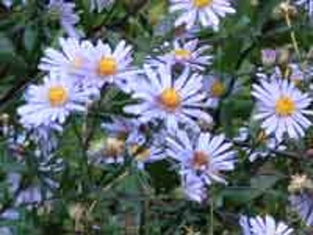 Aster laevis 'Calliope' geen maat specificatie 0,55L/P9cm