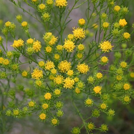 Aster linosyris geen maat specificatie 0,55L/P9cm - afbeelding 1