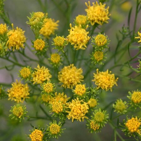 Aster linosyris geen maat specificatie 0,55L/P9cm - afbeelding 2