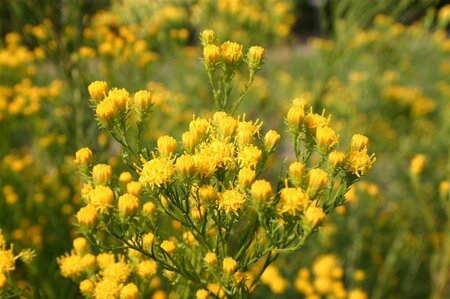 Aster linosyris geen maat specificatie 0,55L/P9cm - afbeelding 3