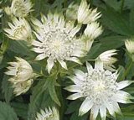 Astrantia maj. 'Alba' geen maat specificatie 0,55L/P9cm