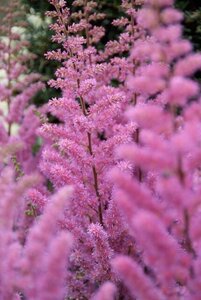Astilbe 'Maggie Daley' geen maat specificatie 0,55L/P9cm