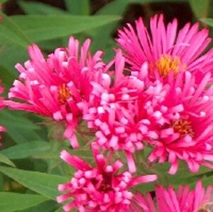 Aster n.-a. 'And. an Alma Pötschke' geen maat specificatie 0,55L/P9cm - afbeelding 1