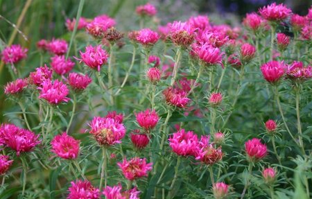 Aster n.-a. 'And. an Alma Pötschke' geen maat specificatie 0,55L/P9cm - afbeelding 2