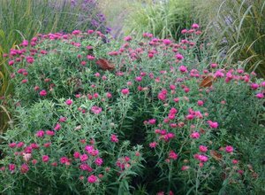 Aster n.-a. 'And. an Alma Pötschke' geen maat specificatie 0,55L/P9cm - afbeelding 3