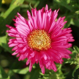 Aster n.-a. 'And. an Alma Pötschke' geen maat specificatie 0,55L/P9cm - afbeelding 4