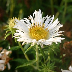 Aster n.-a. 'Herbstschnee' geen maat specificatie 0,55L/P9cm - afbeelding 1