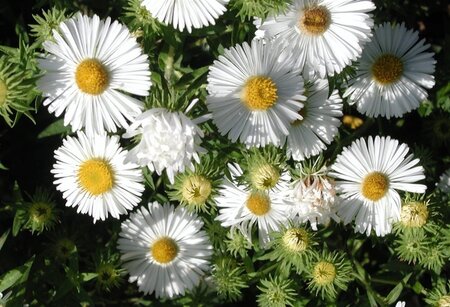 Aster n.-a. 'Herbstschnee' geen maat specificatie 0,55L/P9cm - afbeelding 2