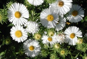 Aster n.-a. 'Herbstschnee' geen maat specificatie 0,55L/P9cm - afbeelding 2