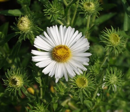 Aster n.-a. 'Herbstschnee' geen maat specificatie 0,55L/P9cm - afbeelding 4