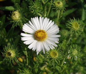 Aster n.-a. 'Herbstschnee' geen maat specificatie 0,55L/P9cm - afbeelding 4