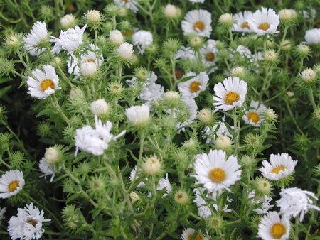 Aster n.-a. 'Herbstschnee' geen maat specificatie 0,55L/P9cm - image 3