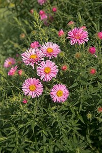 Aster n.-a. 'Harrington's Pink' geen maat specificatie 0,55L/P9cm