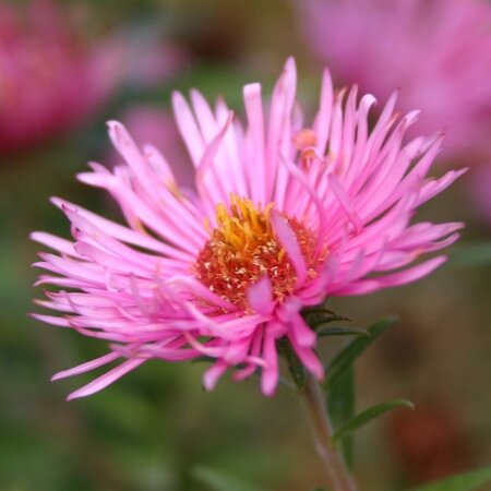 Aster n.-a. 'Rudelsburg' geen maat specificatie 0,55L/P9cm - afbeelding 1