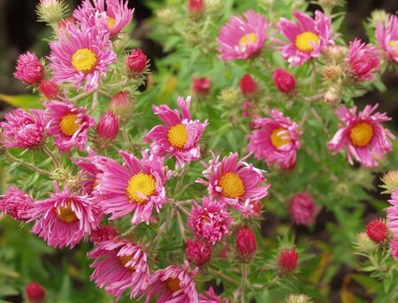 Aster n.-a. 'Rudelsburg' geen maat specificatie 0,55L/P9cm - afbeelding 2
