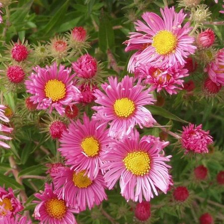 Aster n.-a. 'Rudelsburg' geen maat specificatie 0,55L/P9cm - afbeelding 3