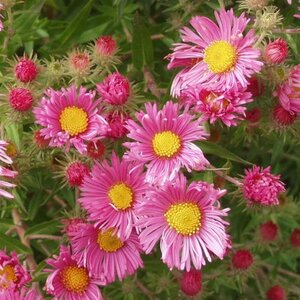 Aster n.-a. 'Rudelsburg' geen maat specificatie 0,55L/P9cm - afbeelding 3