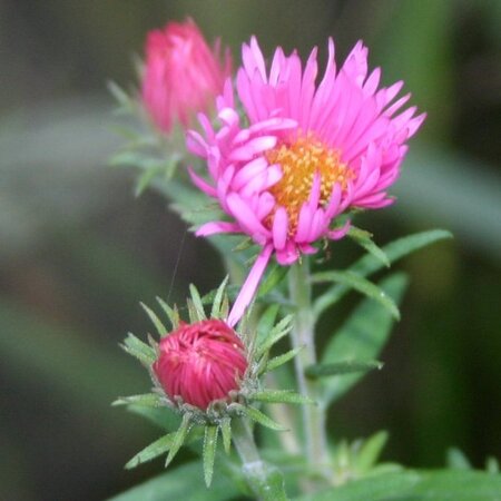 Aster n.-a. 'Rudelsburg' geen maat specificatie 0,55L/P9cm - afbeelding 4