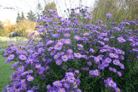 Aster n.-b. 'Dauerblau' geen maat specificatie 0,55L/P9cm - afbeelding 1