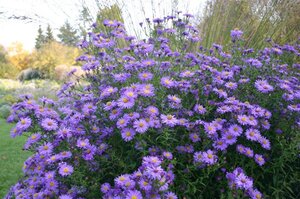 Aster n.-b. 'Dauerblau' geen maat specificatie 0,55L/P9cm - afbeelding 1