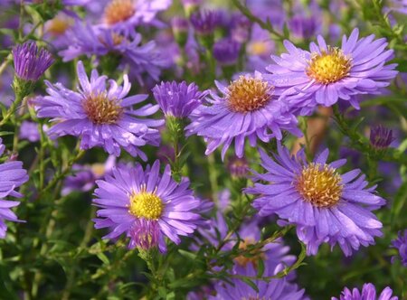 Aster n.-b. 'Dauerblau' geen maat specificatie 0,55L/P9cm - afbeelding 2