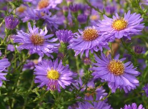 Aster n.-b. 'Dauerblau' geen maat specificatie 0,55L/P9cm - afbeelding 2