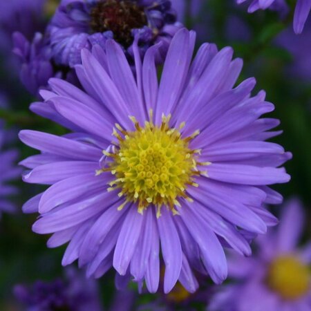 Aster n.-b. 'Dauerblau' geen maat specificatie 0,55L/P9cm - afbeelding 3