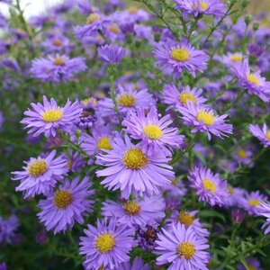 Aster n.-b. 'Dauerblau' geen maat specificatie 0,55L/P9cm - afbeelding 4