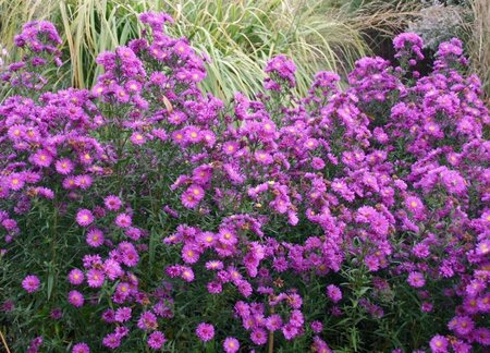 Aster n.-b. 'Karminkuppel' geen maat specificatie 0,55L/P9cm - afbeelding 1