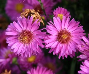 Aster n.-b. 'Karminkuppel' geen maat specificatie 0,55L/P9cm - afbeelding 2