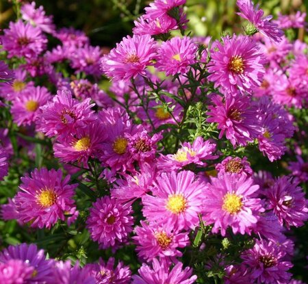 Aster n.-b. 'Karminkuppel' geen maat specificatie 0,55L/P9cm - afbeelding 4