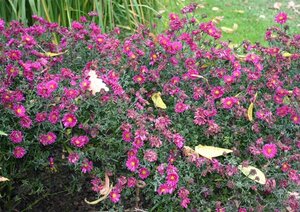 Aster n.-b. 'Royal Ruby' geen maat specificatie 0,55L/P9cm - afbeelding 1