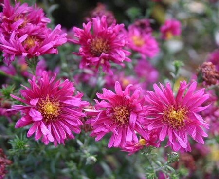 Aster n.-b. 'Royal Ruby' geen maat specificatie 0,55L/P9cm - afbeelding 2