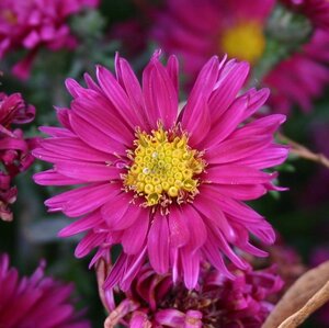 Aster n.-b. 'Royal Ruby' geen maat specificatie 0,55L/P9cm - afbeelding 3