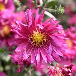 Aster n.-b. 'Royal Ruby' geen maat specificatie 0,55L/P9cm - afbeelding 4