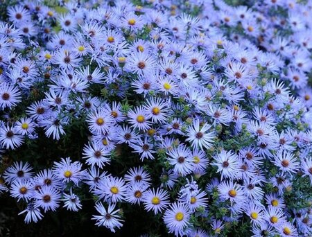 Aster oblong. 'October Skies' geen maat specificatie 0,55L/P9cm