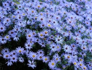 Aster oblong. 'October Skies' geen maat specificatie 0,55L/P9cm