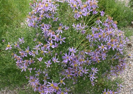 Aster sedifolius 'Nanus' geen maat specificatie 0,55L/P9cm - afbeelding 2