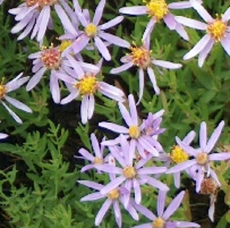 Aster sedifolius 'Nanus' geen maat specificatie 0,55L/P9cm - afbeelding 3