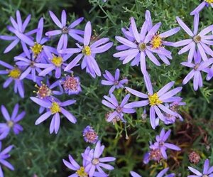 Aster sedifolius 'Nanus' geen maat specificatie 0,55L/P9cm
