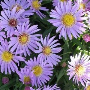 Aster 'Wood's Light Blue' geen maat specificatie 0,55L/P9cm