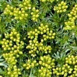 Azorella trifurcata geen maat specificatie 0,55L/P9cm - afbeelding 1