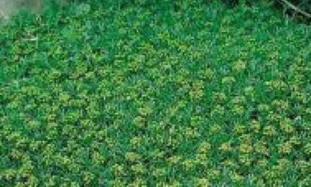 Azorella trifurcata geen maat specificatie 0,55L/P9cm - afbeelding 2