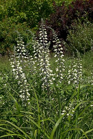Baptisia alba geen maat specificatie 0,55L/P9cm